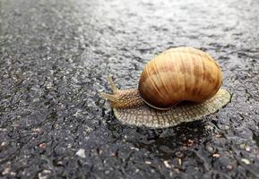 Caracol de jardín grande con concha arrastrándose por la carretera mojada date prisa en casa foto