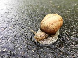 Caracol de jardín grande con concha arrastrándose por la carretera mojada date prisa en casa foto