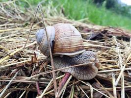 Big garden snail in shell crawling on wet road hurry home photo