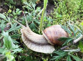 Big garden snail in shell crawling on wet road hurry home photo