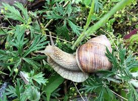 Big garden snail in shell crawling on wet road hurry home photo