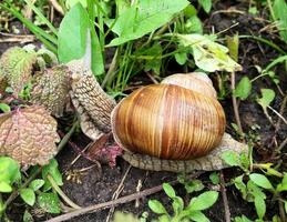 Big garden snail in shell crawling on wet road hurry home photo