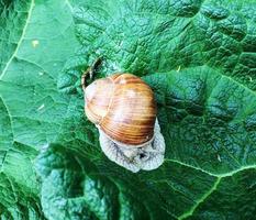 Big garden snail in shell crawling on wet road hurry home photo