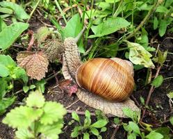 Big garden snail in shell crawling on wet road hurry home photo