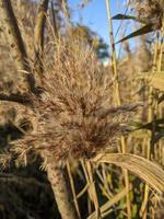 Phragmites australis, known as the common reed photo