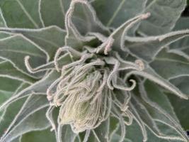 Foliage of Great mullein plant close up. photo