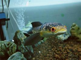 channa marulius bullseye snakehead o gran cabeza de serpiente foto