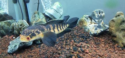 Channa marulius bullseye snakehead or great snakehead photo