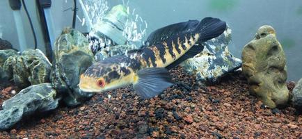 channa marulius bullseye snakehead o gran cabeza de serpiente foto