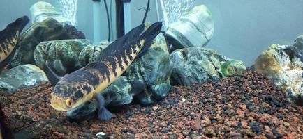 Channa marulius bullseye snakehead or great snakehead photo