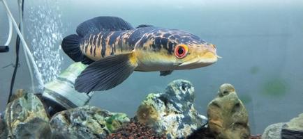 channa marulius bullseye snakehead o gran cabeza de serpiente foto