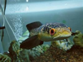 channa marulius bullseye snakehead o gran cabeza de serpiente foto