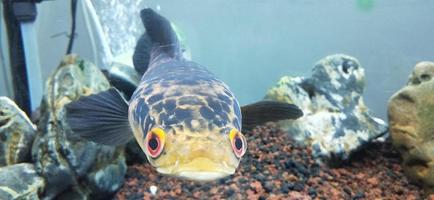 channa marulius bullseye snakehead o gran cabeza de serpiente foto