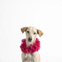 Feliz, curioso perro de raza mixta, aislado en un fondo blanco con un collar de flores foto