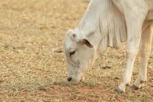 vaca comiendo hierba en una granja de pastos en el campo de Brasil. foto