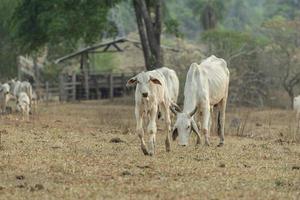 Front view of Nellore calf in a farm pasture in the countryside of Brazil photo