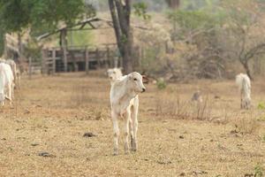 Front view of Nellore calf in a farm pasture in the countryside of Brazil photo
