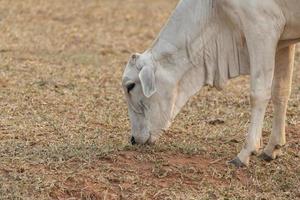 Cow eating grass in a farm pasture in the countryside of Brazil. photo