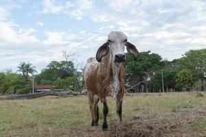 Gir vaca en una hermosa pradera brachiaria en la campiña de Brasil foto