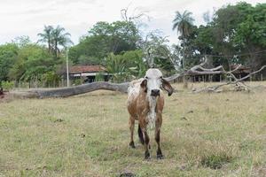Gir vaca en una hermosa pradera brachiaria en la campiña de Brasil
