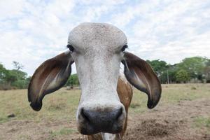 Curious cow of Indian origin in the countryside of Brazil photo