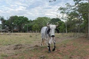 Gyr Ox caminando en los pastos de una granja en la campiña de Brasil foto