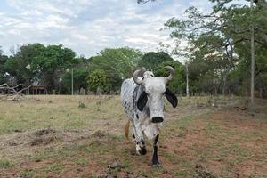 Gyr Ox caminando en los pastos de una granja en la campiña de Brasil