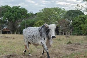 Gyr Ox caminando en los pastos de una granja en la campiña de Brasil foto