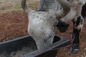 Gyr bull comiendo en un alimentador cerca de una valla de alambre de púas en una granja en Brasil