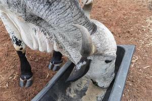 Gyr bull comiendo en un alimentador cerca de una valla de alambre de púas en una granja en Brasil