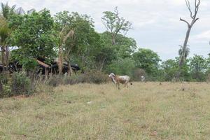 Gir vaca en pastos brachiaria con árboles muertos y secos foto
