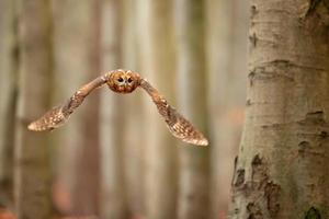 Tawny owl, Strix aluco photo