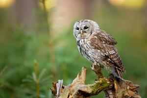 Tawny owl, Strix aluco photo