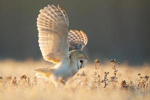 lechuza, tyto alba foto