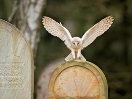 lechuza, tyto alba foto