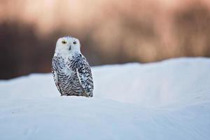 búho nival, bubo scandiacus foto