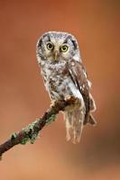 Boreal owl, Aegolius funereus photo