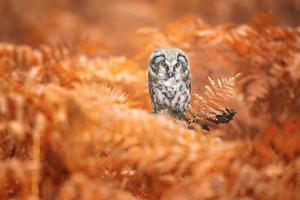 búho boreal, aegolius funereus foto