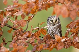 Boreal owl, Aegolius funereus photo