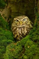Little owl also known as the owl of Athena or owl of Minerva photo