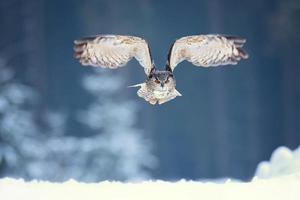 Eurasian eagle owl, Bubo Bubo