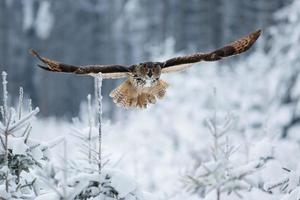 Eurasian eagle owl, Bubo Bubo photo