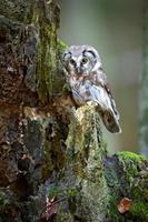 búho boreal, aegolius funereus foto