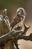 Boreal owl, Aegolius funereus photo