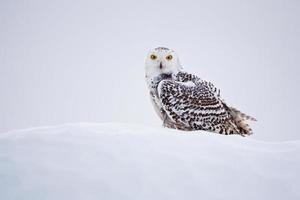 Snowy owl, Bubo scandiacus