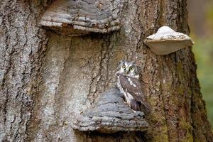 Boreal owl, Aegolius funereus photo