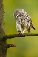 Little owl also known as the owl of Athena or owl of Minerva photo