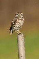 Little owl also known as the owl of Athena or owl of Minerva photo