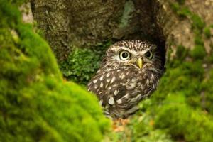 Little owl also known as the owl of Athena or owl of Minerva