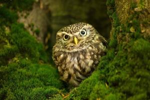Little owl also known as the owl of Athena or owl of Minerva